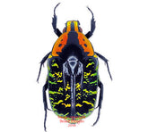 Euchroea clementi riphaeus (Madagascar) A2